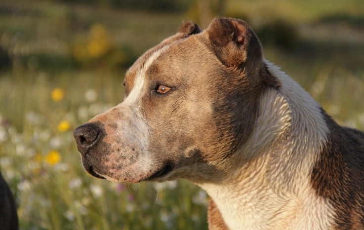 比特犬性格 比特犬性格