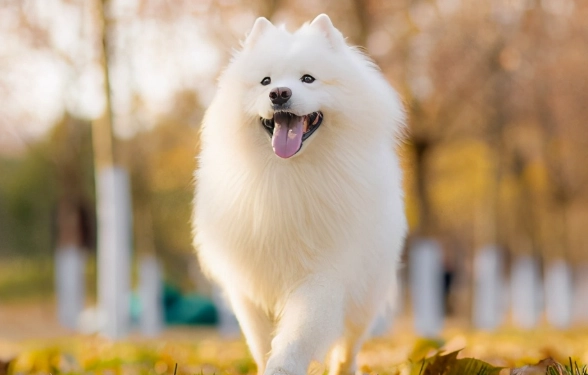 薩摩耶犬飼養困難 薩摩耶犬飼養困難