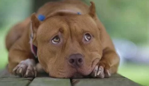 比特犬恐懼