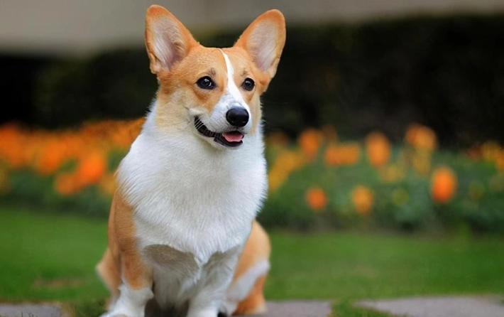 柯基犬領養條件 柯基犬領養條件