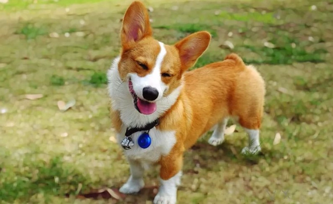 柯基犬領養條件 柯基犬領養條件
