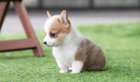 柯基幼犬訓練 柯基幼犬訓練