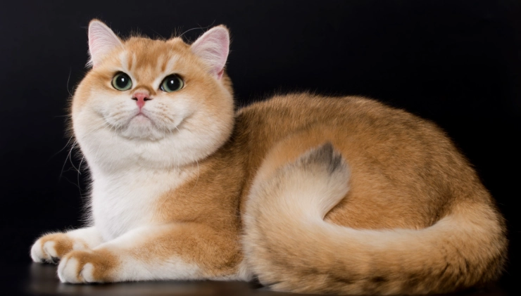 小型寵物飼養 小型寵物飼養
