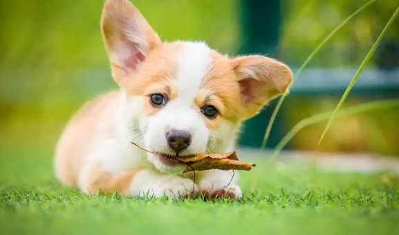 柯基幼犬照顧 柯基幼犬照顧