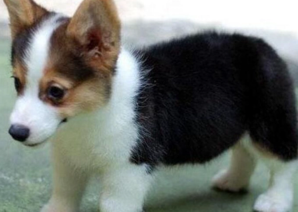 柯基幼犬價格 柯基幼犬價格