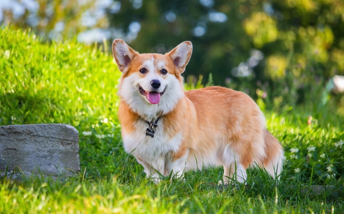 柯基犬領養條件 柯基犬領養條件