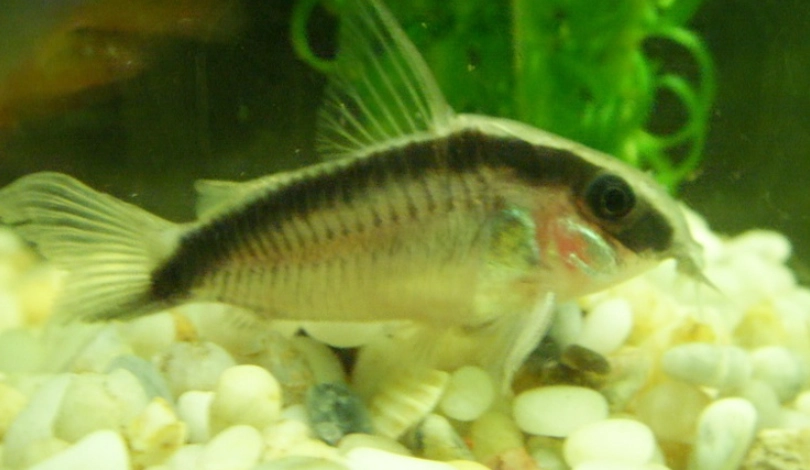 熱門鼠魚推薦 熱門鼠魚推薦