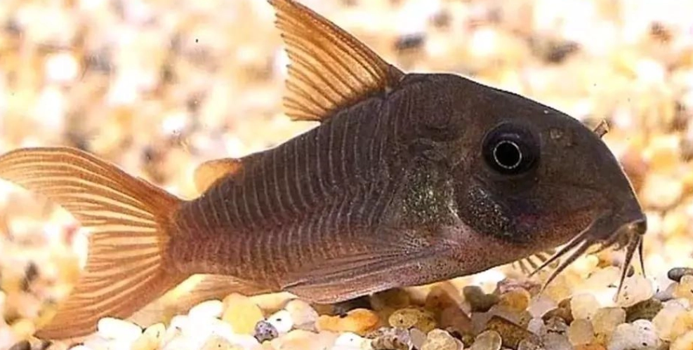鼠魚種類 鼠魚種類