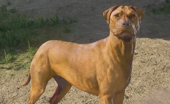 維茲拉犬 飼養