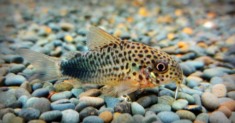 鼠魚養殖