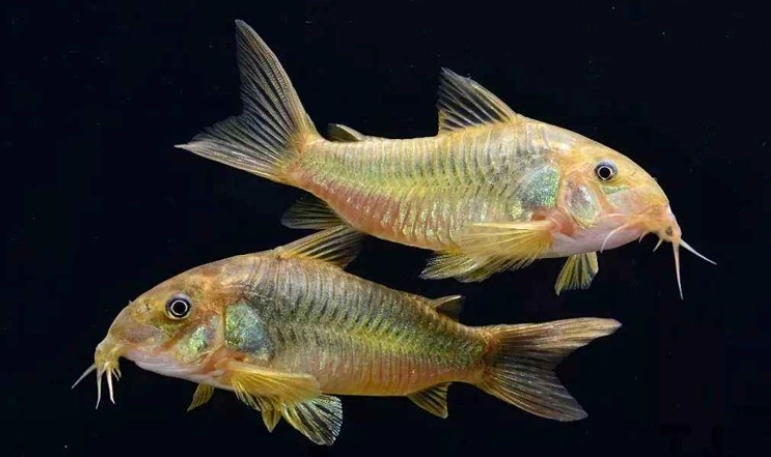 鼠魚飼養方法 鼠魚飼養方法