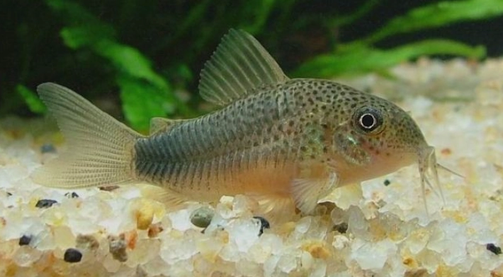 鼠魚養殖