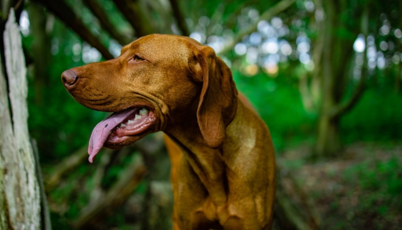 維茲拉犬 飼養