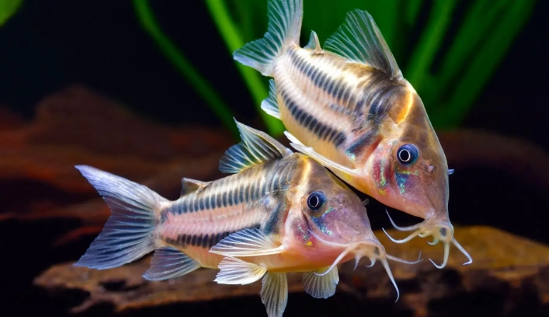 鼠魚飼養方法 鼠魚飼養方法