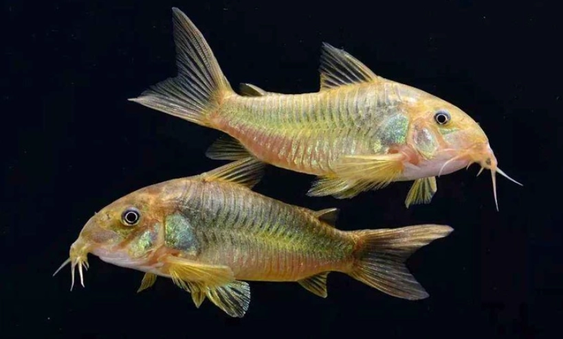 鼠魚飼養方法 鼠魚飼養方法