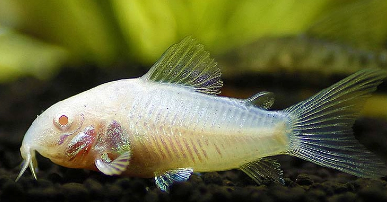 鼠魚照顧