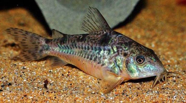 鼠魚購買