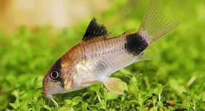 熱門鼠魚推薦 熱門鼠魚推薦