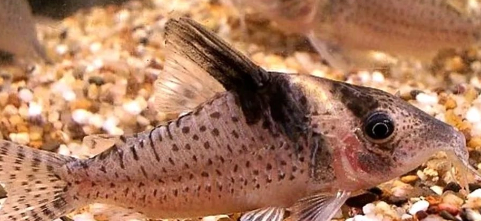 鼠魚飼養方法 鼠魚飼養方法
