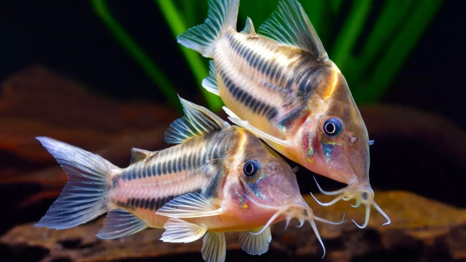 鼠魚種類 鼠魚種類