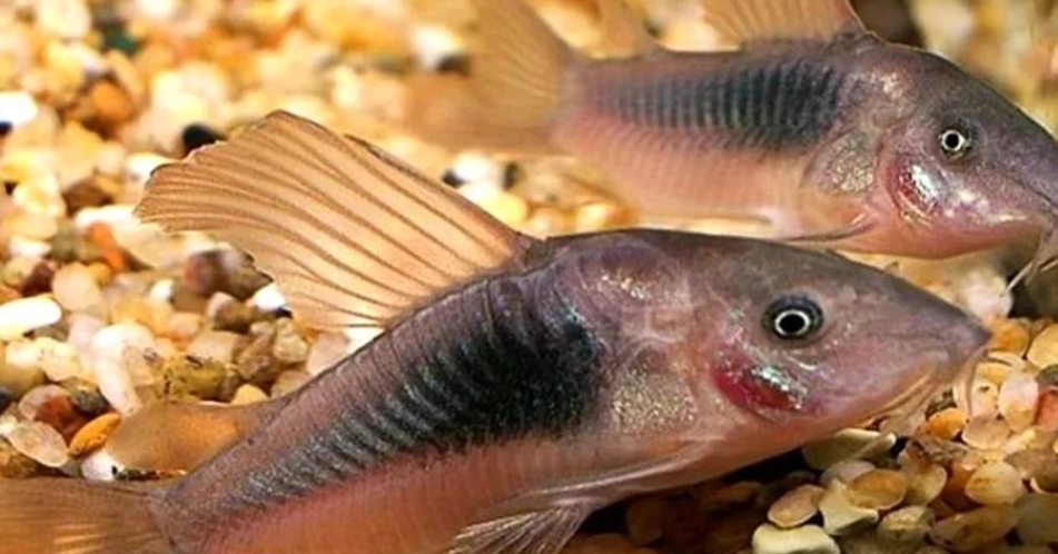 熱門鼠魚推薦 熱門鼠魚推薦