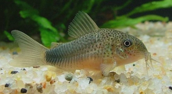 鼠魚飼養方法 鼠魚飼養方法
