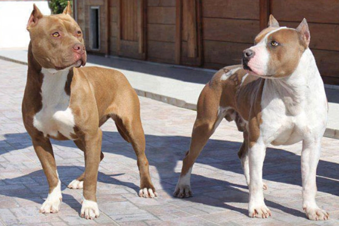 鬥牛犬飼養指南 鬥牛犬飼養指南