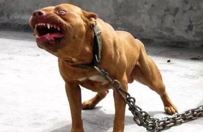 比特犬攻擊處理 比特犬攻擊處理