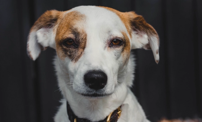 傑克羅素犬體味原因 傑克羅素犬體味原因