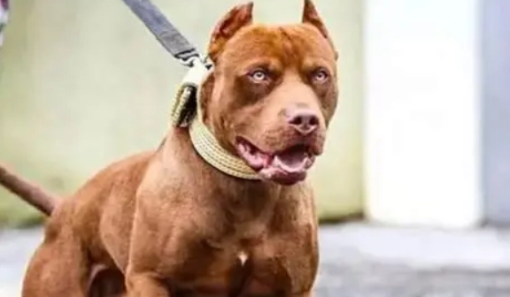比特犬訓練 比特犬訓練