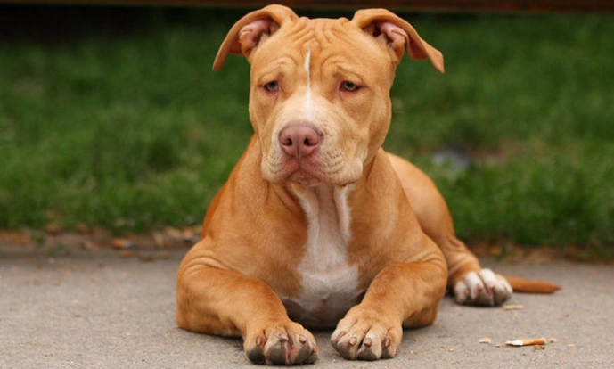 比特犬性格特點