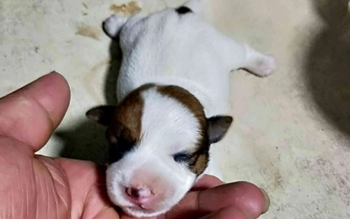 傑克羅素犬健康問題