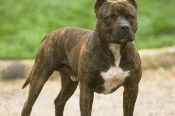 比特犬危險犬種 比特犬危險犬種