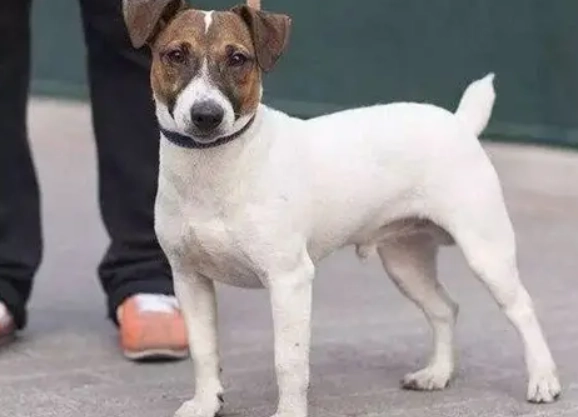 傑克羅素犬體味原因 傑克羅素犬體味原因