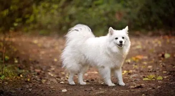 狐狸犬標準尺寸 狐狸犬標準尺寸