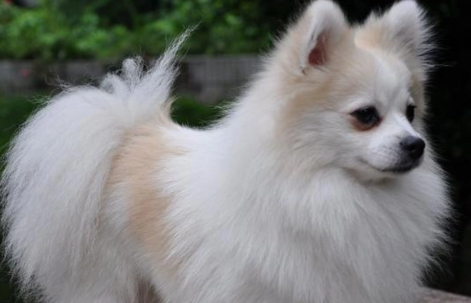 狐狸犬體型大小 狐狸犬體型大小