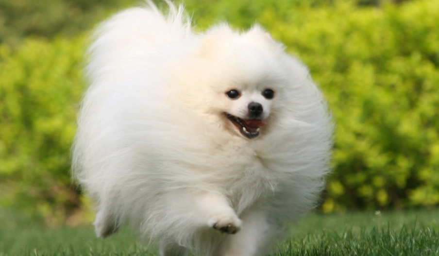 博美犬飼養