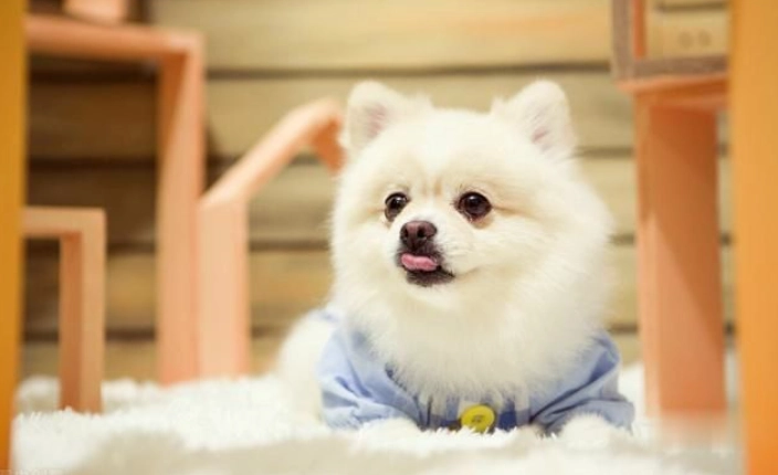 延長松鼠狗壽命方法