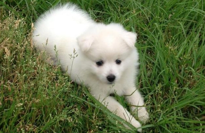 狐狸犬聰明嗎 狐狸犬聰明嗎