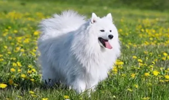日本銀狐犬 性格 日本銀狐犬 性格