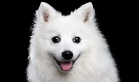 銀狐犬體型 銀狐犬體型