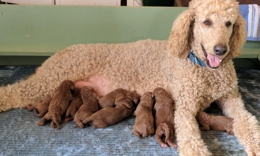 比熊犬貴賓犬比較 比熊犬貴賓犬比較