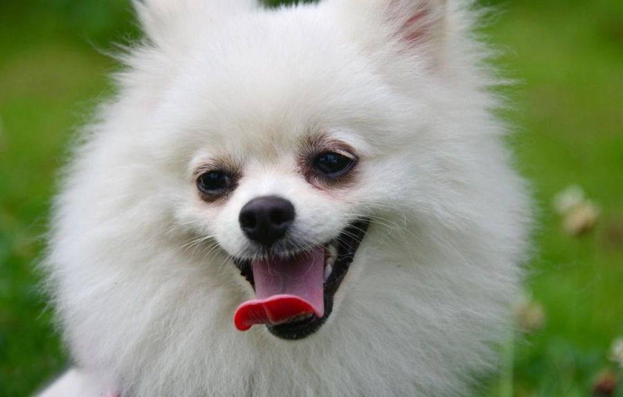 博美犬常見疾病 博美犬常見疾病