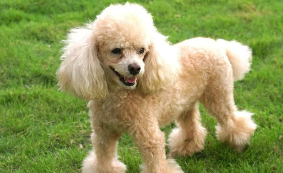 比熊犬貴賓犬比較 比熊犬貴賓犬比較