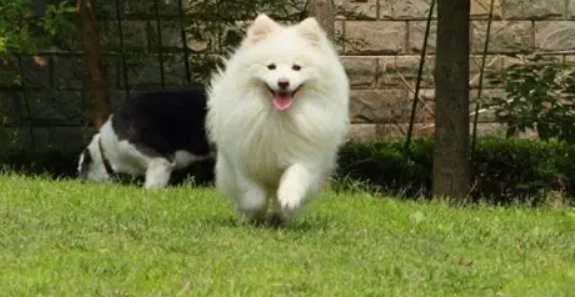 狐狸犬聰明嗎 狐狸犬聰明嗎