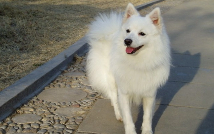 狐狸犬體型大小 狐狸犬體型大小
