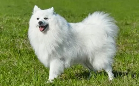 日本銀狐犬 飼養 日本銀狐犬 飼養