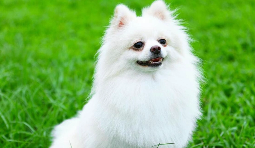 博美犬健康問題 博美犬健康問題