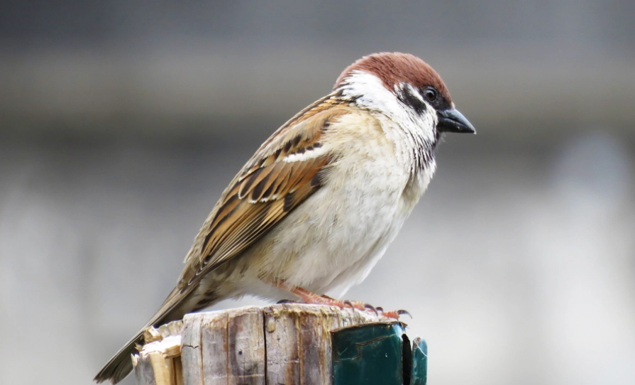 鳥類智力 鳥類智力