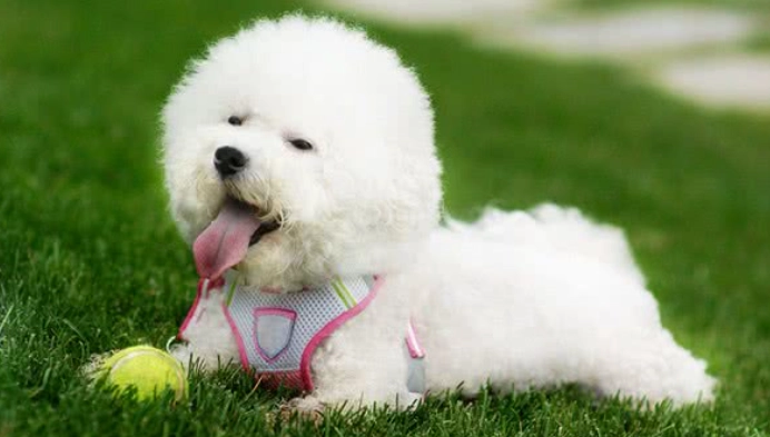 比熊犬貴賓犬比較 比熊犬貴賓犬比較
